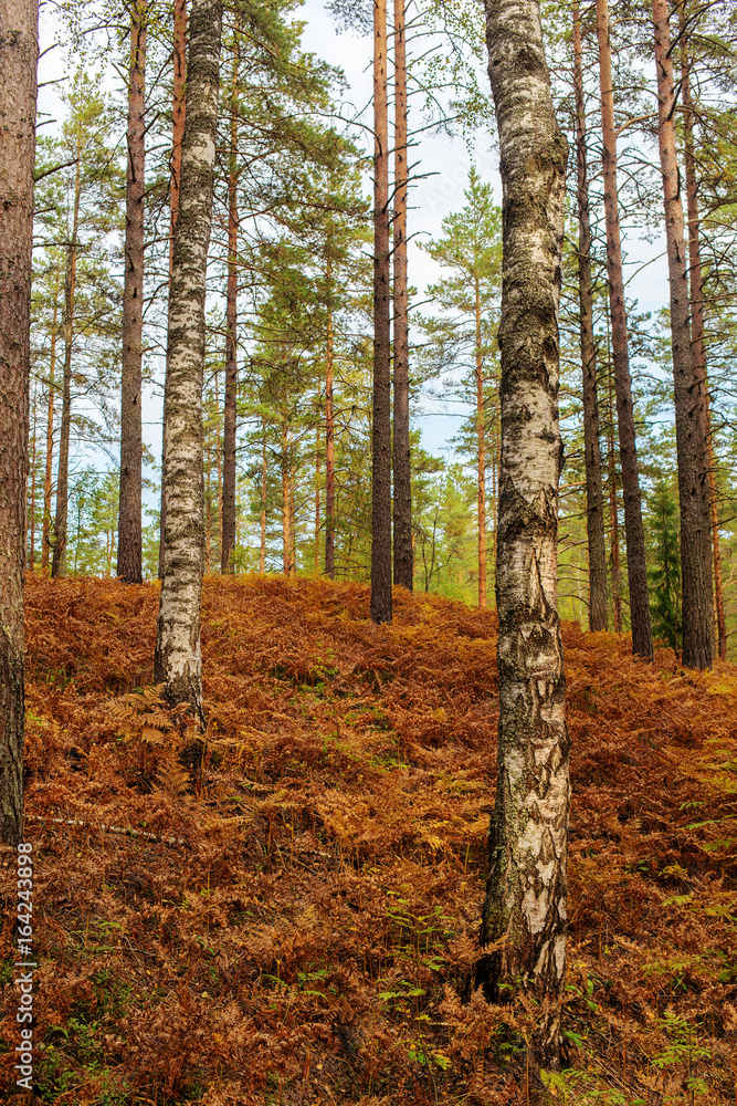 fern in an autumn forest fern in an autumn forest