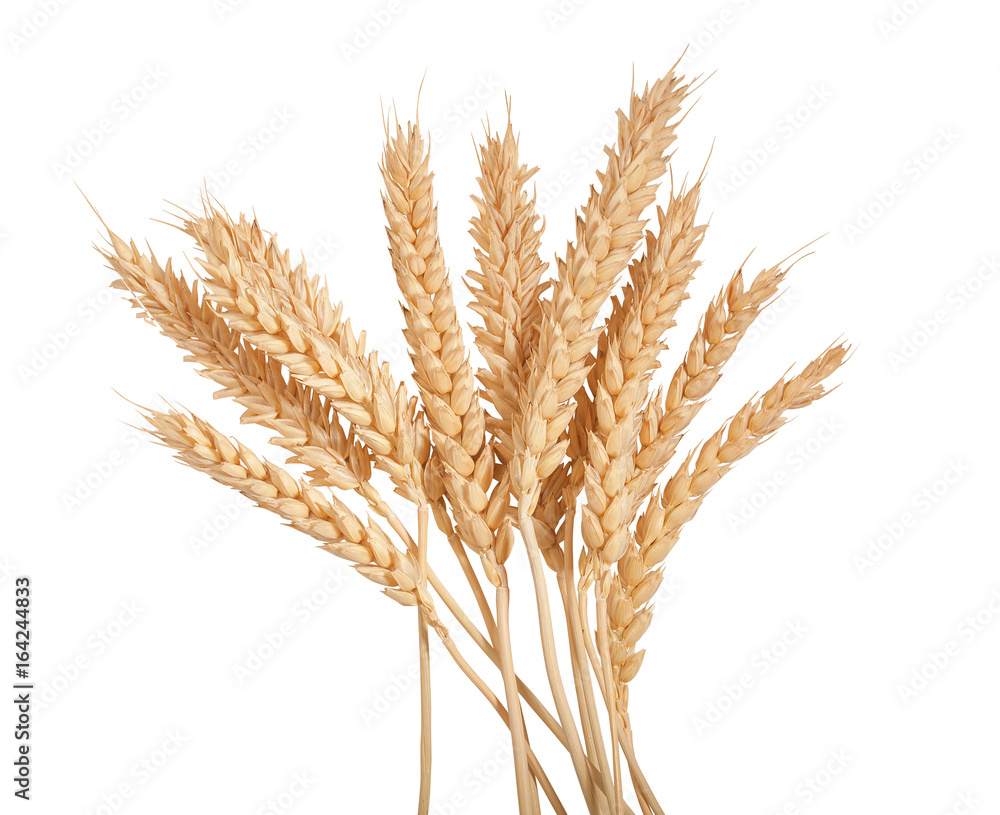 Sheaf of wheat spikelets on the white Sheaf of wheat spikelets on the white