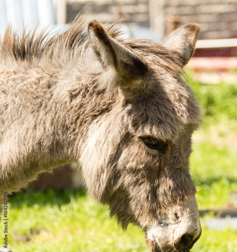 A donkey grazes pasture in a field with grass