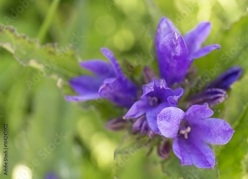 Summer blue wild flower on green blur background