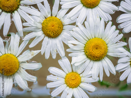 Field of daisies floating in the water. Chamomile  top view with small depth of field. Flowers with white petals and yellow pistils photographed closeup with soft focus on nature blurred background