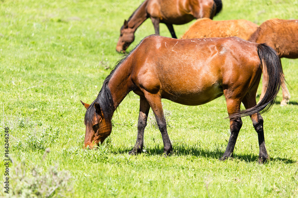 A horse in the pasture on a green lawn
