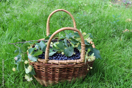 Blueberry basket with lime blossom