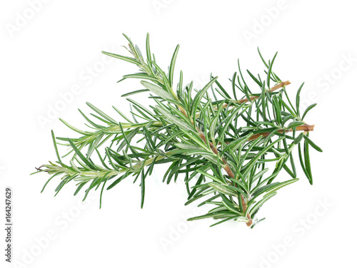 rosemary on a white background