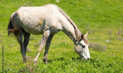 A horse in the pasture on a green lawn