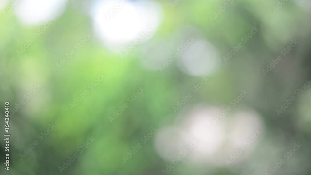 Green bokeh Green bokeh