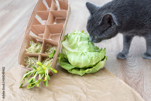 Gray cat sniffing food, green cabagge and micro greens. Cutted microgreens on crumpled craft paper. Healthy eating concept of fresh garden produce organically grown as a symbol of health. photo