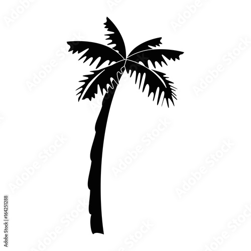 tropical palm icon over white background vector illustration