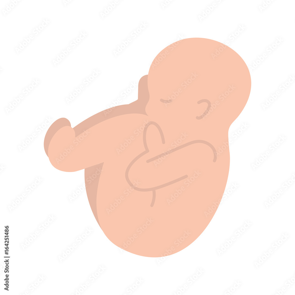 human fetus isolated icon vector illustration design human fetus isolated icon vector illustration design