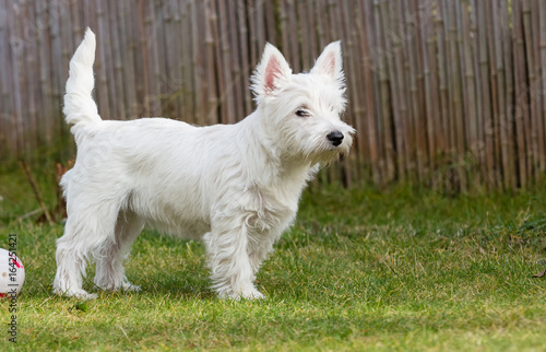 West highland whit terrier