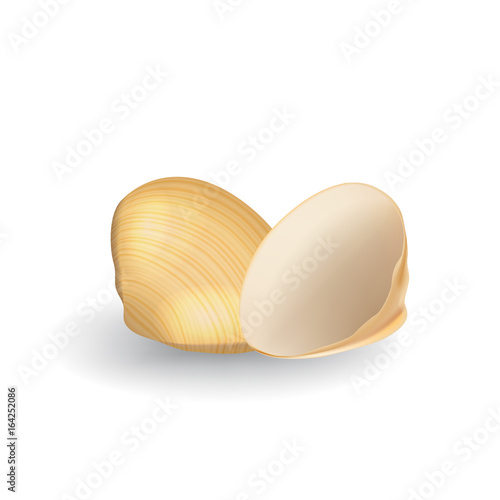 Realistic Vector Seashell