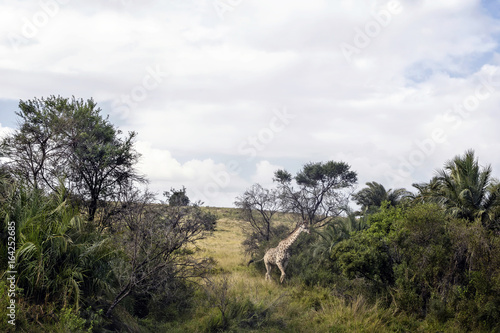 Giraffe in Südafrika © sonjanovak