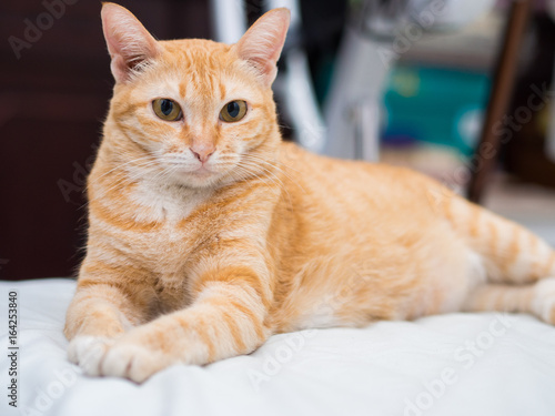Fototapeta Naklejka Na Ścianę i Meble -  Portrait of Ginger Cat