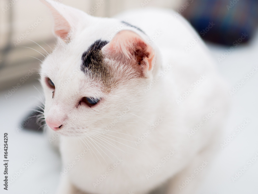 Portrait of White Cat