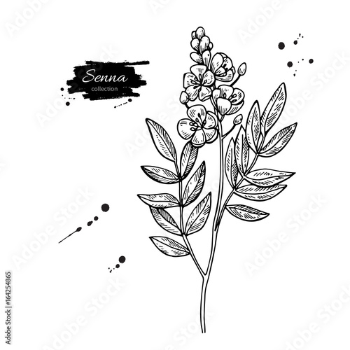 Senna vector drawing. Isolated medical flower and leaves. Herbal engraved style illustration. photo