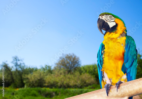   Macaw (Ara chloropterus) photo