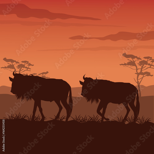 color sunset scene african landscape with silhouette pair wildebeest standing