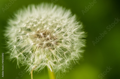 white dandelion blowball