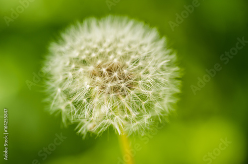 white dandelion blowball