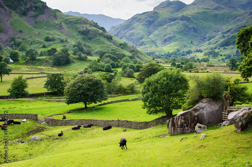 Lake District NaRural landscapes in Lake District National Park, England, stone wall, cows, mountains on the background, selective focustional Park, England, selective focus