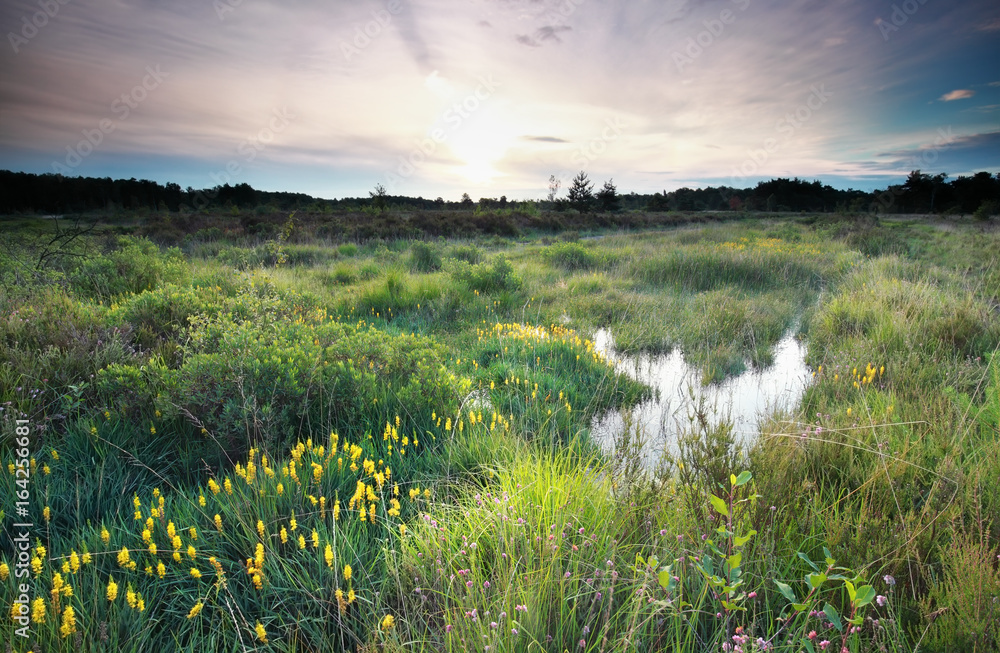 morning on swamp with flowering asphodel