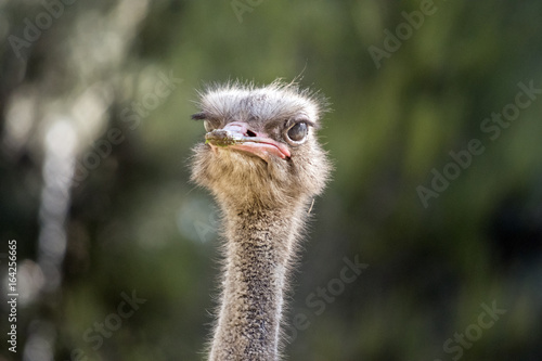 ostrich