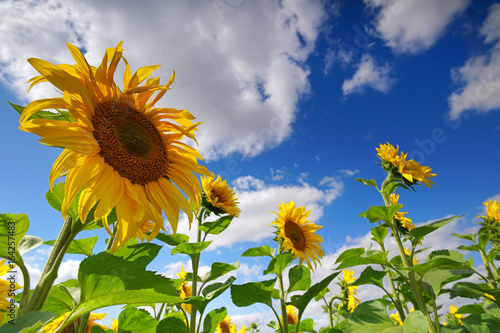 Fototapeta Naklejka Na Ścianę i Meble -  Sommer - Sonnenblumen blühen
