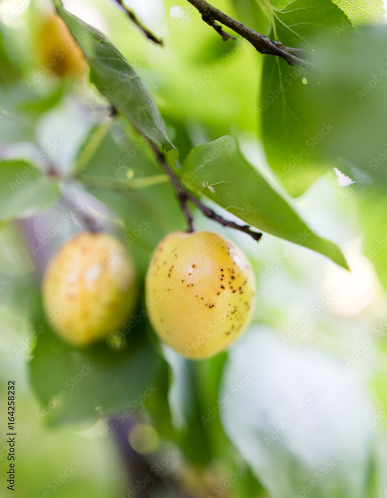 Ripe apricot on a tree branch Ripe apricot on a tree branch