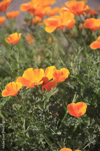 Kalifornischer Goldmohn Bl  ten  Eschscholzia californica 