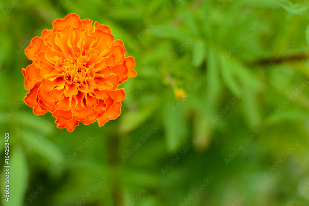 Flower Marigold on a green blurry background Flower Marigold on a green blurry background