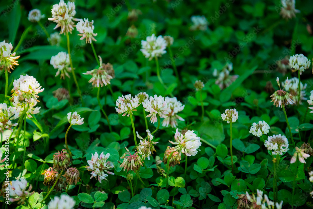 Flowering summer Yosemite Valley. Green clover in a meadow Flowering summer Yosemite Valley. Green clover in a meadow