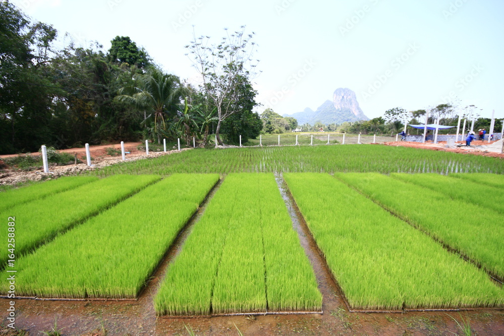 Obraz premium experimental rice field