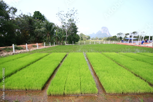 experimental rice field