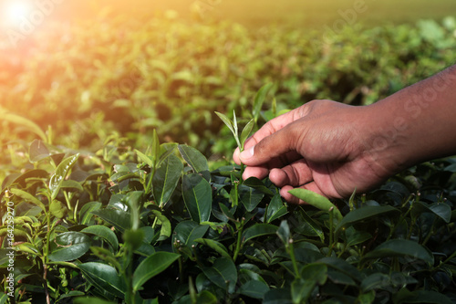 Hand of planter picking off highest tea leaves In the sunlight of morning