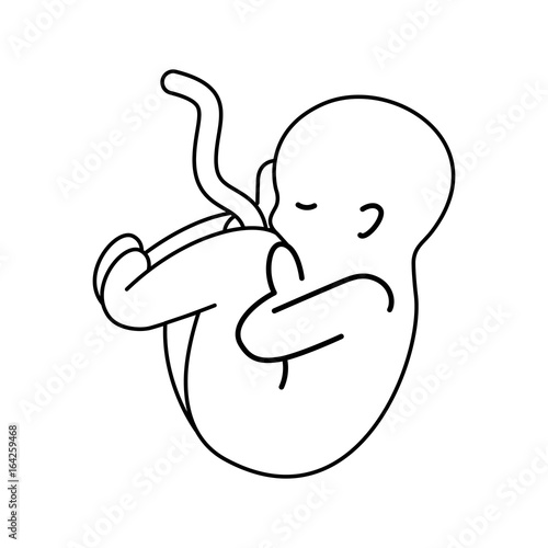human fetus isolated icon vector illustration design