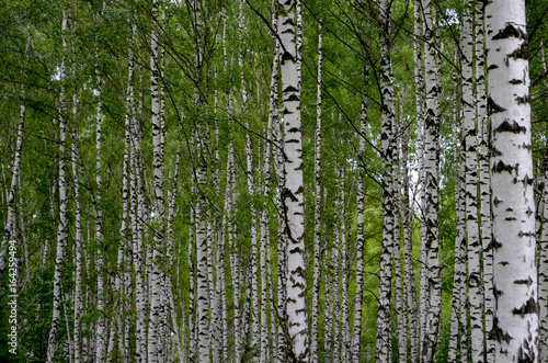 Fototapeta Naklejka Na Ścianę i Meble -  Birch grove in summer