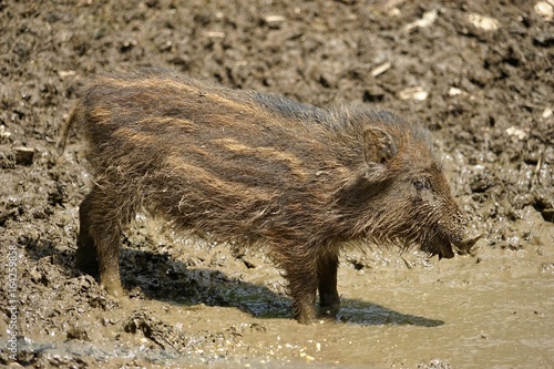 Fotografie Ferkel im Schlamm