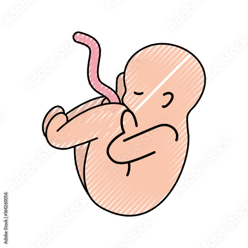 human fetus isolated icon vector illustration design