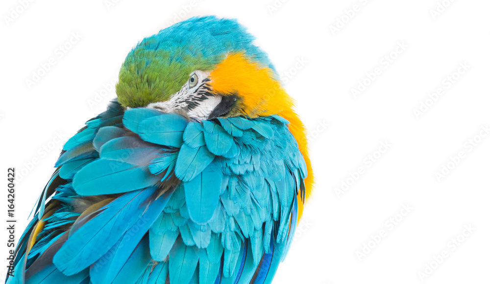 Obraz premium portrait of a amazon ara on a white background