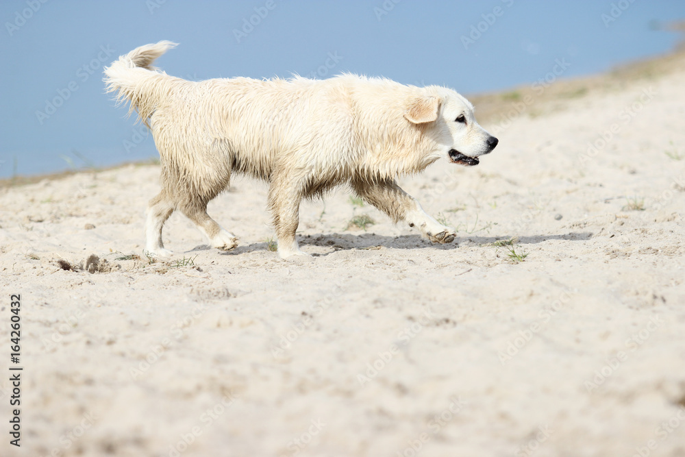 Retriever dog running along the beach Retriever dog running along the beach