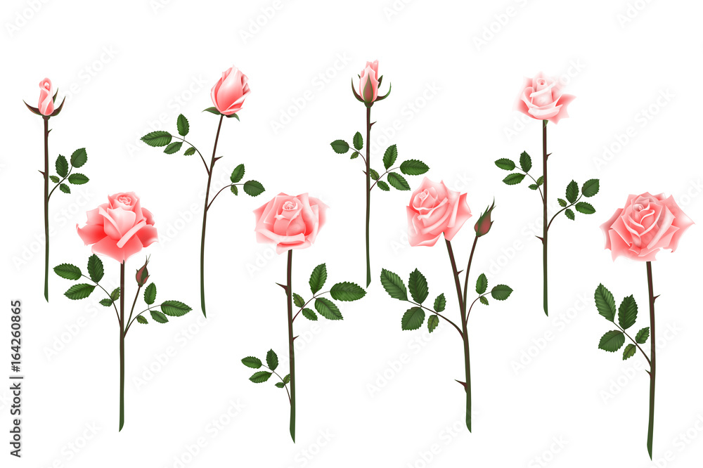 Set of realistic isolated pink roses on a white background. Vector flowers and buds of roses, leaves on white background