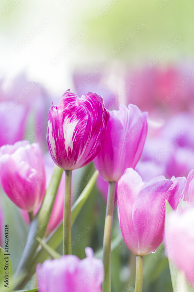 tulips in the flower garden tulips in the flower garden