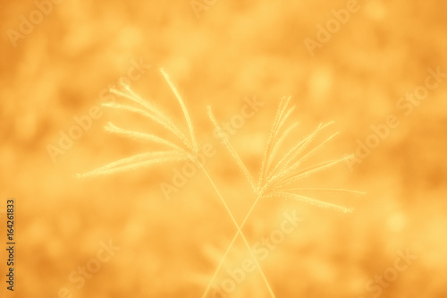 wild meadow  flower with orange  light natural soft sunlight in morning  abstract autumn  nature background