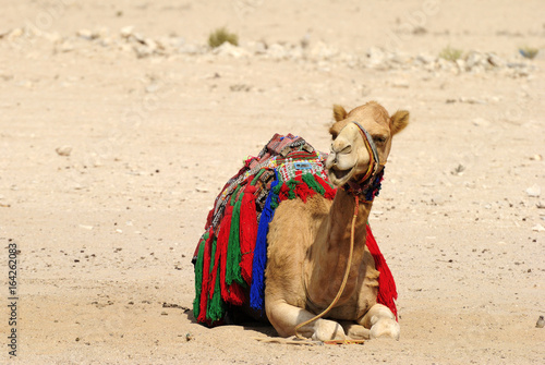 Domesticated camel in Qatar.