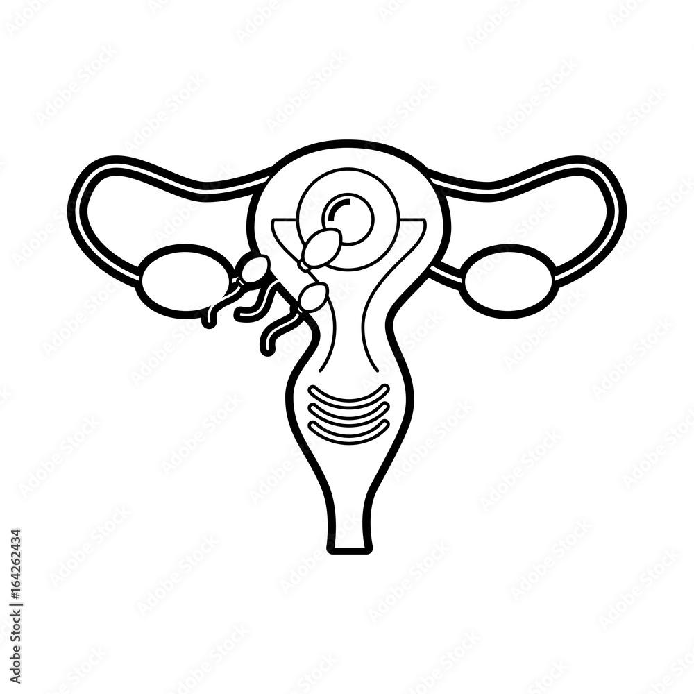 Female reproductive organ icon vector illustration design Female reproductive organ icon vector illustration design