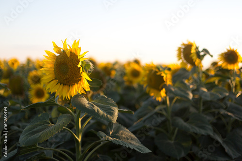 Beautiful single sunflower. Selective focus
