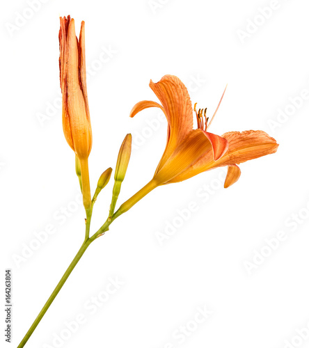 Flower of an orange daylily isolated on a white background