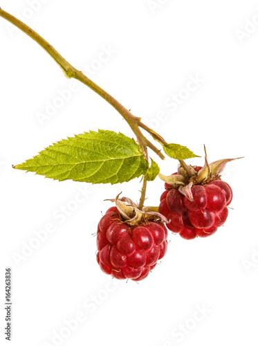 Ripe red raspberry on a branch. Isolated on white background