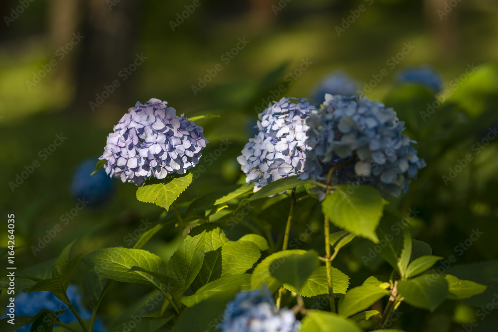 Blossoming colorful flowerbeds in summer city park Blossoming colorful flowerbeds in summer city park