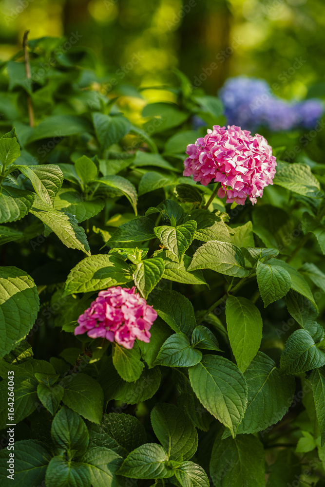 Blossoming colorful flowerbeds in summer city park Blossoming colorful flowerbeds in summer city park